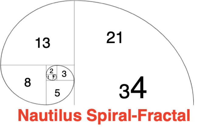 Nautilus Shell
Spiral