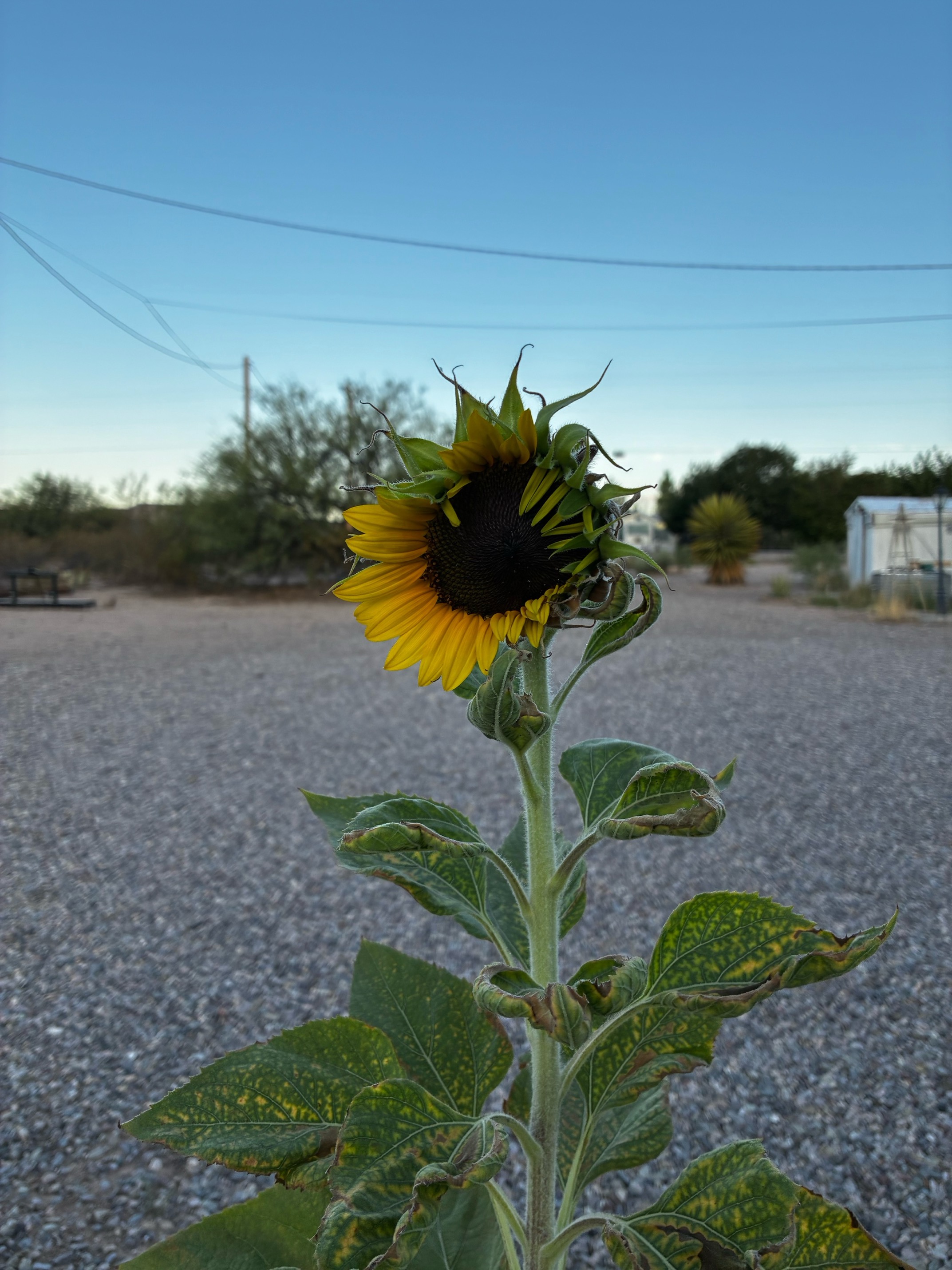 Sunflower blooming in gravel, Las Cruces NM — first petals of aliveness, August 2026